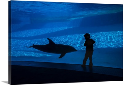 A boy connects with a dolphin in the Texas State Aquarium