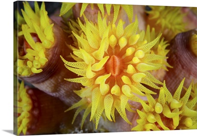 A Bright Cup Coral, Tubastrea Sp., Grows On A Remote Reef In Raja Ampat, Indonesia