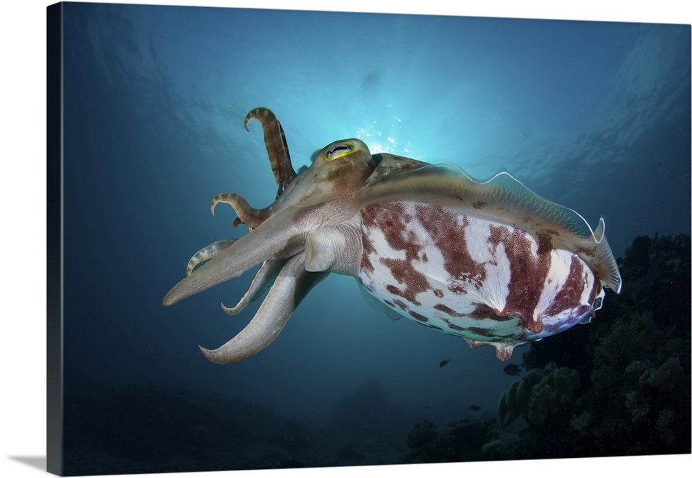 A broadclub cuttlefish hovers above a reef in Sulawesi, Indonesia.