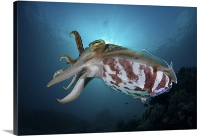 A Broadclub Cuttlefish Hovers Above A Reef In Sulawesi, Indonesia