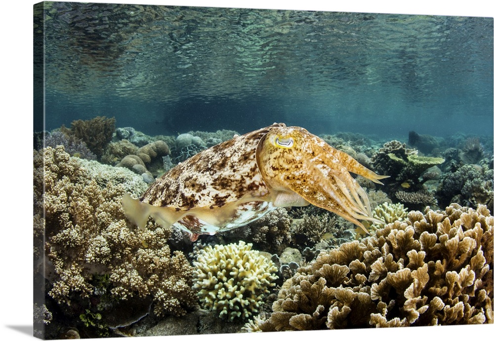 A broadclub cuttlefish hovers above a shallow coral reef in Raja Ampat, Indonesia.