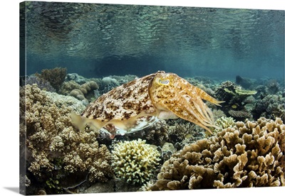 A Broadclub Cuttlefish Hovers Above A Shallow Coral Reef In Raja Ampat, Indonesia