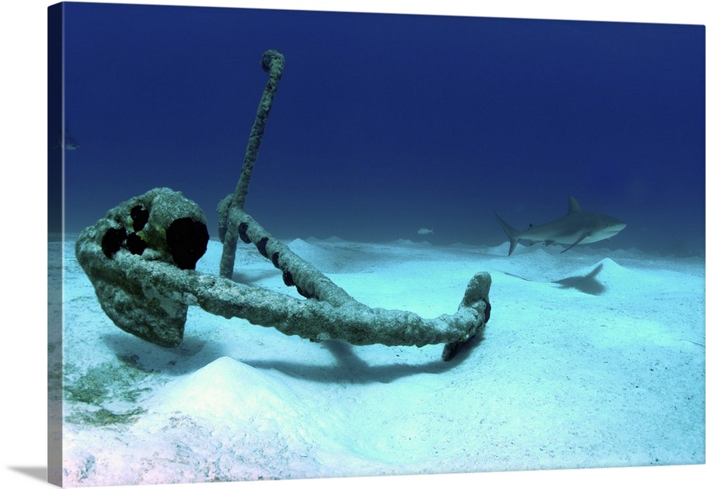 The anchor at Treasure Wreck with a Caribbean reef shark in background, Nassau, The Bahamas.