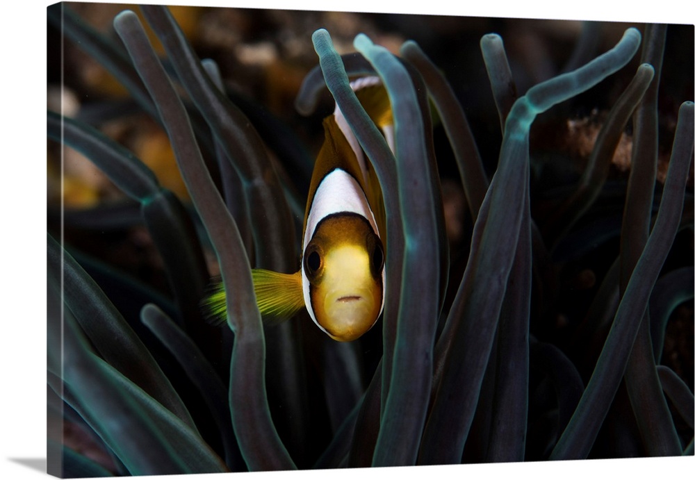 A clark's anemonefish swims among the tentacles of its host anemone.