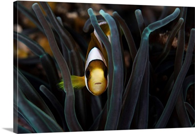 A Clark's Anemonefish Swims Among The Tentacles Of Its Host Anemone