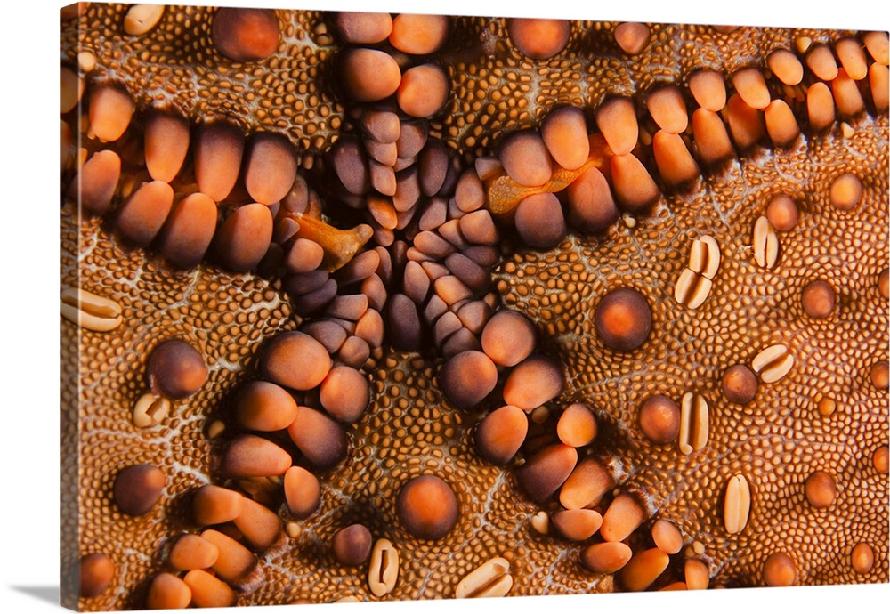 A close-up of the underside on a panamic cushion star, (Pentaceraster cummungi), Galapagos Islands, Ecuador.