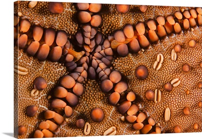 A close-up of the underside on a panamic cushion star, Galapagos Islands, Ecuador.
