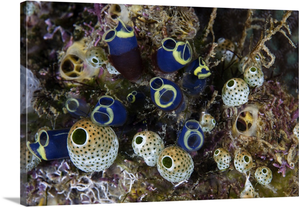 A cluster of colorful tunicates grow on a coral reef.