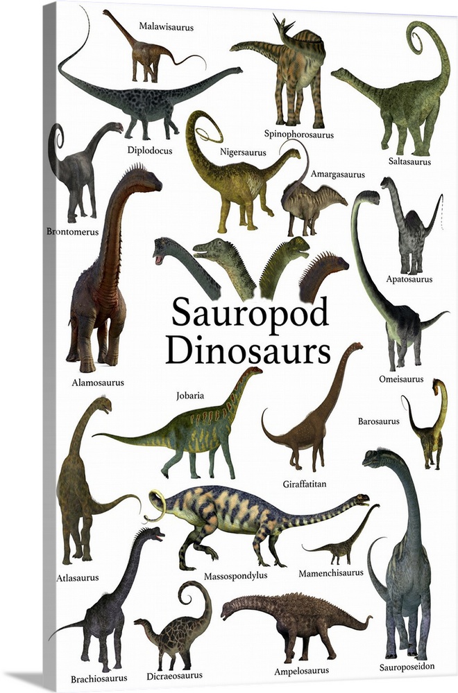 A collection of herbivorous sauropod dinosaurs who have long necks and tails with small heads.