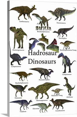 A Collection Of Ornithopod Herbivorous Hadrosaur Dinosaurs