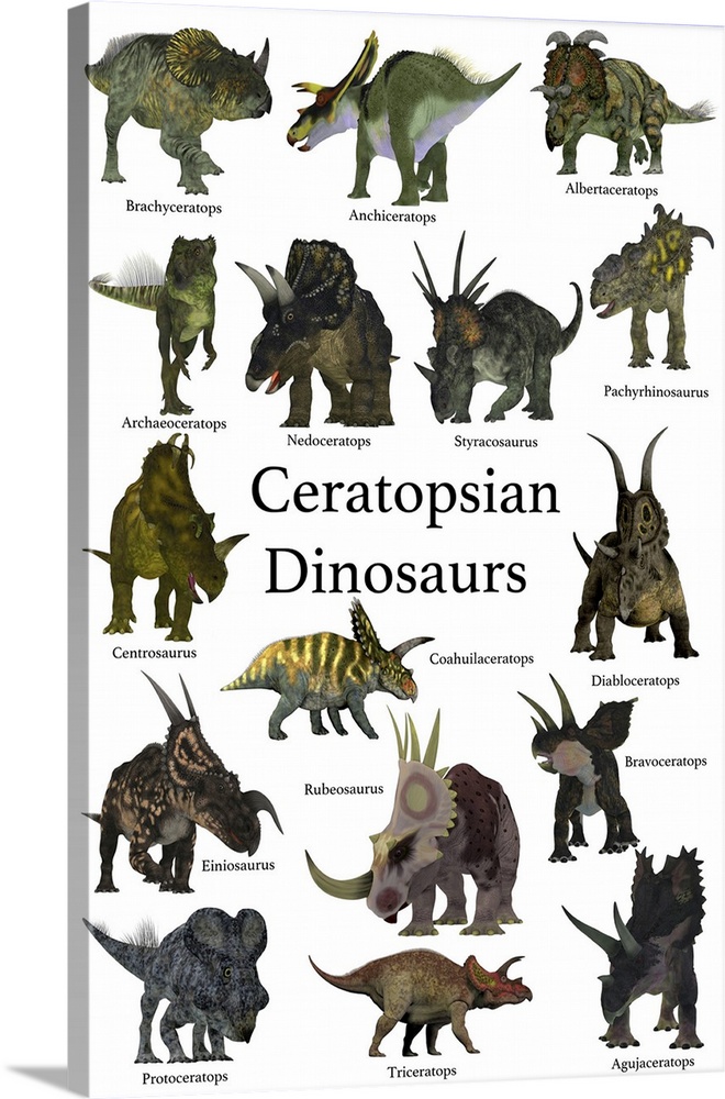 A collection set of ceratops beaked dinosaurs from the Cretaceous Period of the world's history of animals.