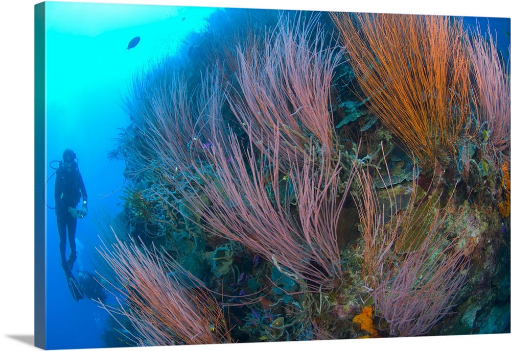 A colony of red whip fan corals with diver, Papua New Guinea.