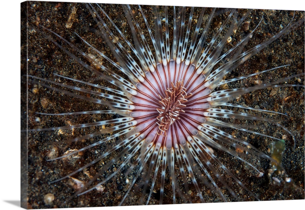 A colorful Cerianthid tube-dwelling anemone spreads its tentacles.