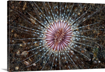 A Colorful Cerianthid Tube-Dwelling Anemone Spreads Its Tentacles