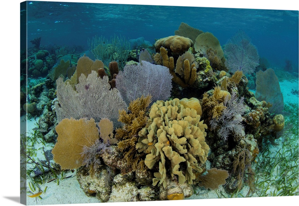 A colorful coral reef full of gorgonians, grows along the edge of Turneffe Atoll.