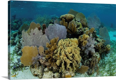 A Colorful Coral Reef Full Of Gorgonians, Grows Along The Edge Of Turneffe Atoll