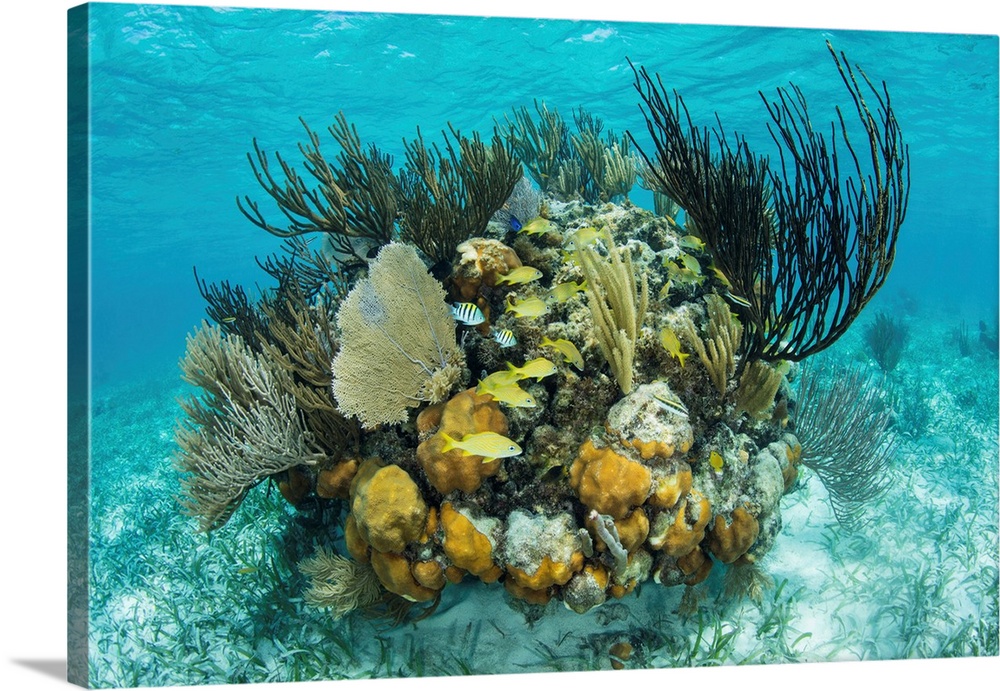 A colorful coral reef full of gorgonians, grows along the edge of Turneffe Atoll.