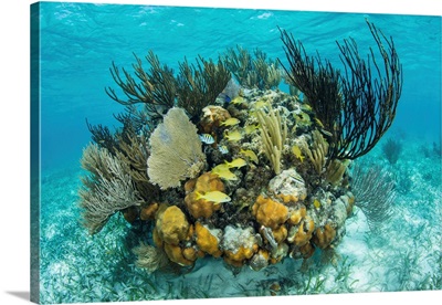 A Colorful Coral Reef Full Of Gorgonians, Grows Along The Edge Of Turneffe Atoll