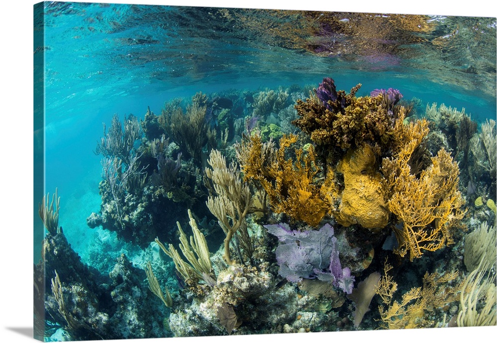 A colorful coral reef full of gorgonians, grows along the edge of Turneffe Atoll.