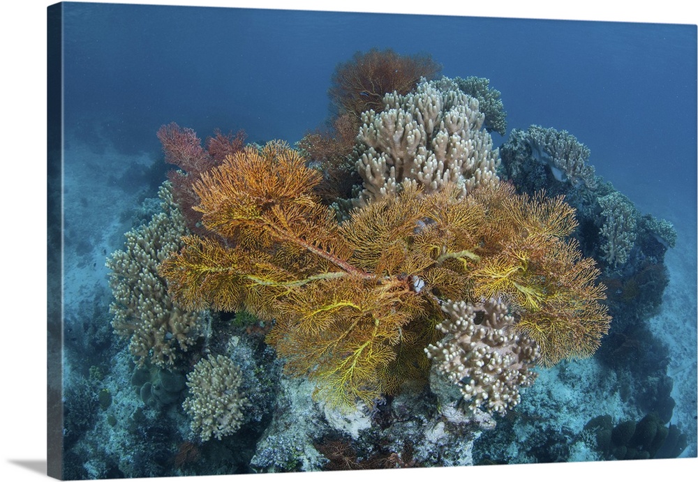 A colorful coral reef, Raja Ampat, Indonesia.