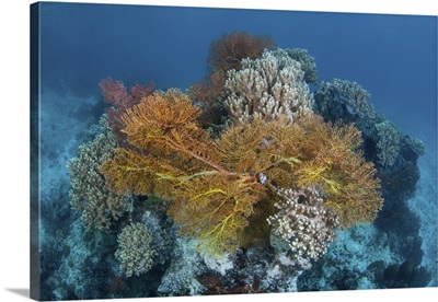 A Colorful Coral Reef, Raja Ampat, Indonesia