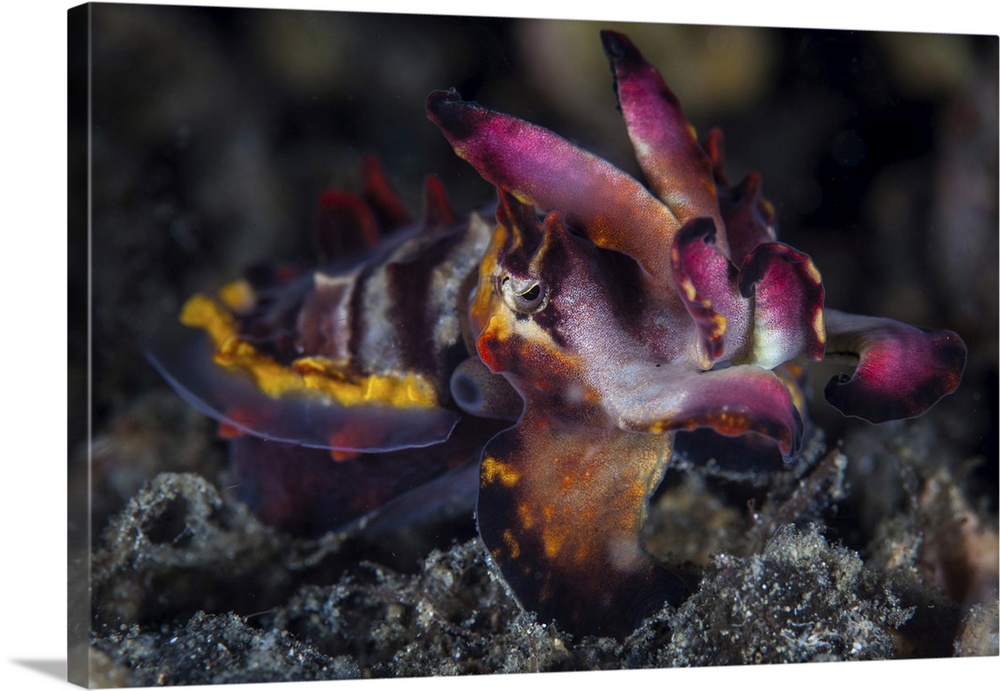 A colorful flamboyant cuttlefish crawls across the sandy seafloor.