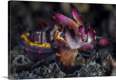 A Colorful Flamboyant Cuttlefish Crawls Across The Sandy Seafloor