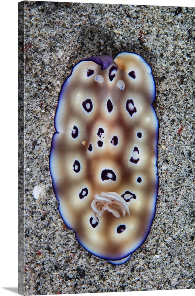 A colorful Hypselodoris tryoni nudibranch crawls across a sandy sea floor.