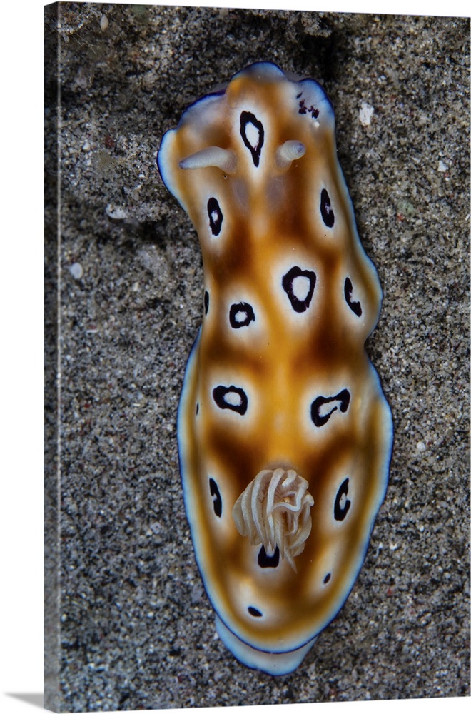A colorful Hypselodoris tryoni nudibranch crawls across a sandy sea floor.
