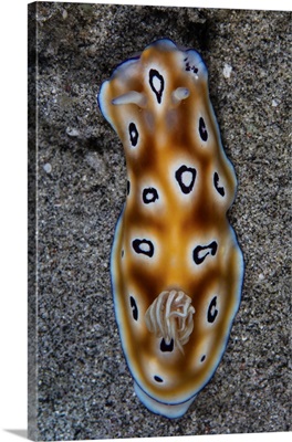 A Colorful Hypselodoris Tryoni Nudibranch Crawls Across A Sandy Sea Floor