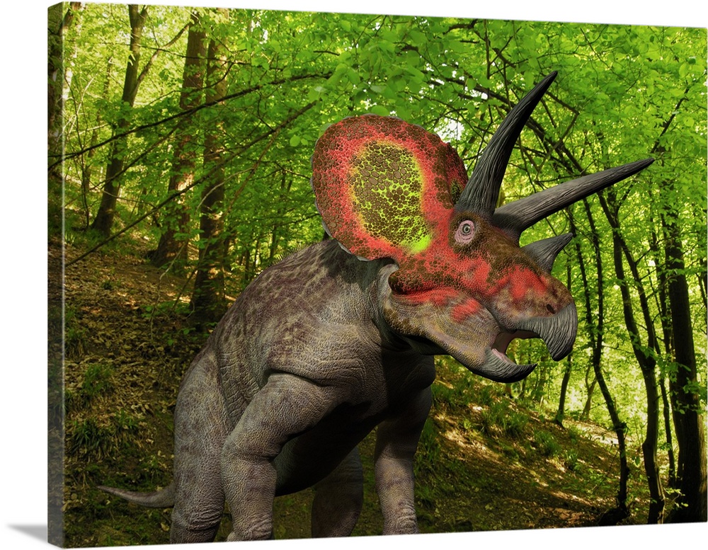 A ten ton Triceratops wanders a Cretaceous forest 68 million years ago in what is today the Western United States.