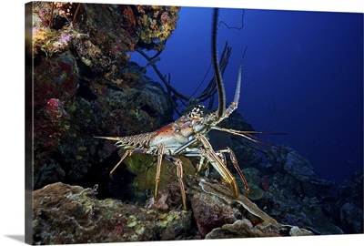 A common spiny lobster backs his way into the protection of the reef