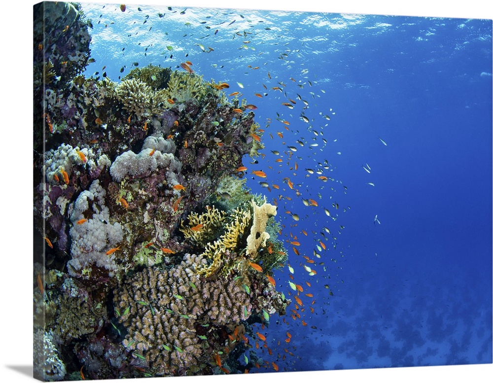 A coral bommie is home to hundreds of anthias fish in the Red Sea.
