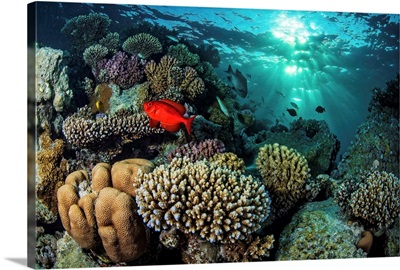 A Coral Reef Under Dappled Light In The Red Sea, Egypt
