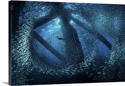 A cormorant swims through baitfish under the oil rigs in Southern California