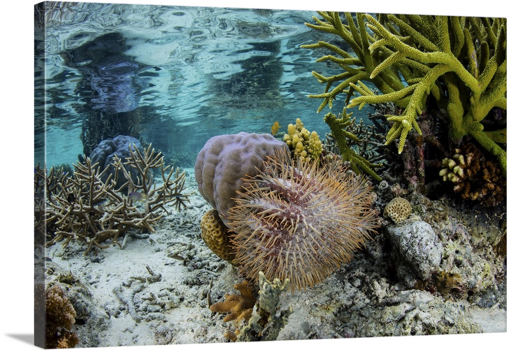 A crown-of-thorns sea star feeds on a living coral colony in Raja Ampat, Indonesia.