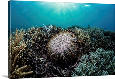 A Crown Of Thorns Starfish, Acanthaster Planci, Feeds On Living Corals