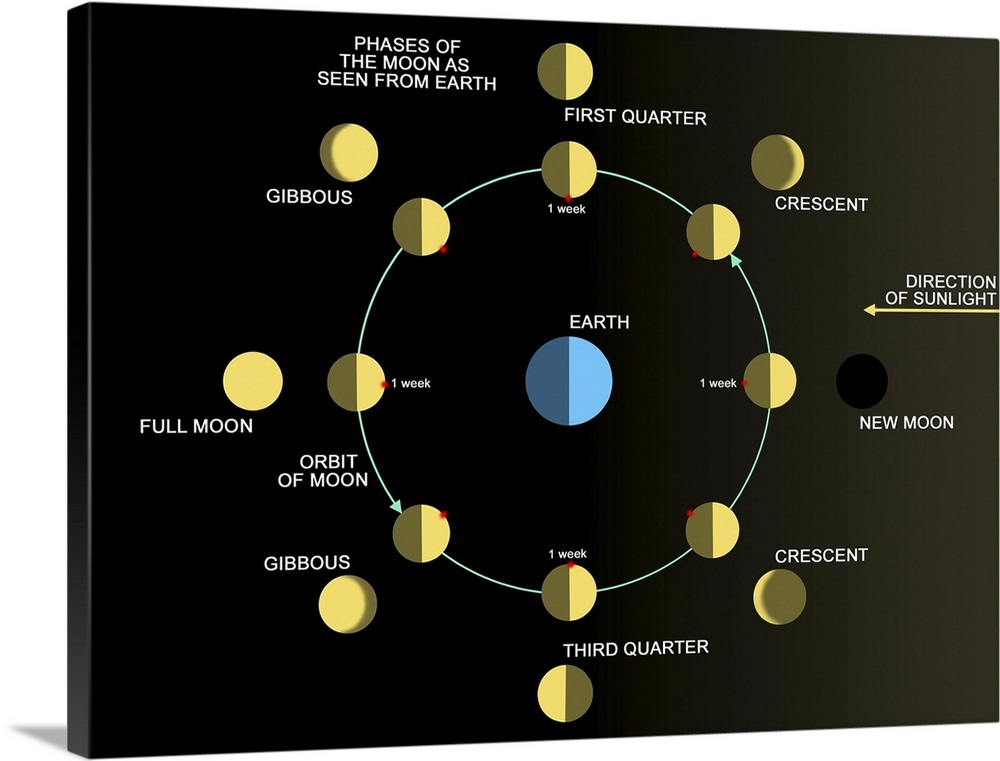 A diagram showing the phases of the Earths moon Wall Art, Canvas Prints ...