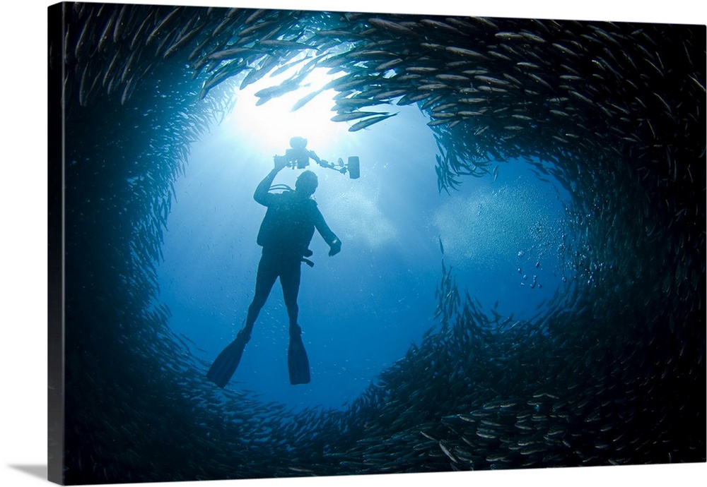 A diver above a chimney like opening in a school of black striped salema (Xenocys jessiae), endemic to the Galapagos Islan...