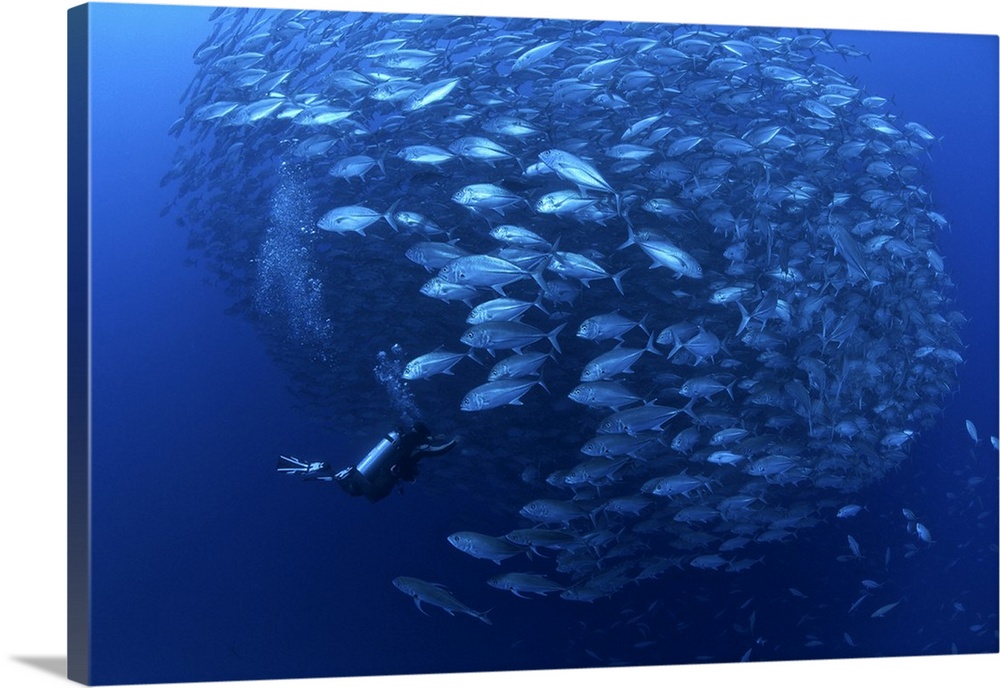 A diver enters a school of bigeye trevally (Caranx sexfasciatus) in Balicasag Island, Philippines.