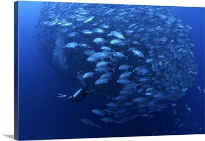 A diver enters a school of bigeye trevally in Balicasag Island, Philippines.