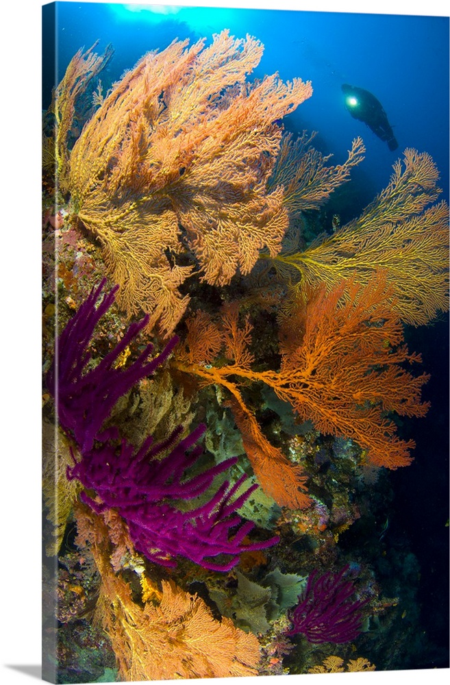 A diver looks on at a colorful reef with sea fans, Solomon Islands.
