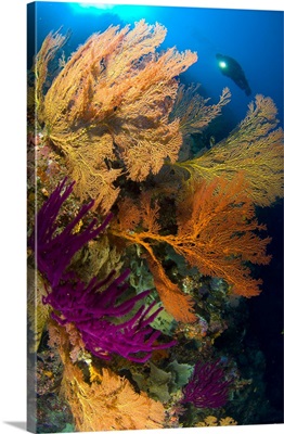 A diver looks on at a colorful reef with sea fans, Solomon Islands