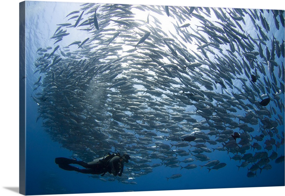A diver looks on at schooling Jacks at Mary Island, Solomon Islands.