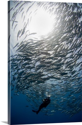 A diver looks on at schooling Jacks at Mary Island, Solomon Islands