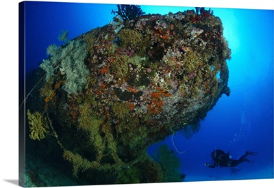 A diver under the coral encrusted stern of the Japanese Cross Wreck
