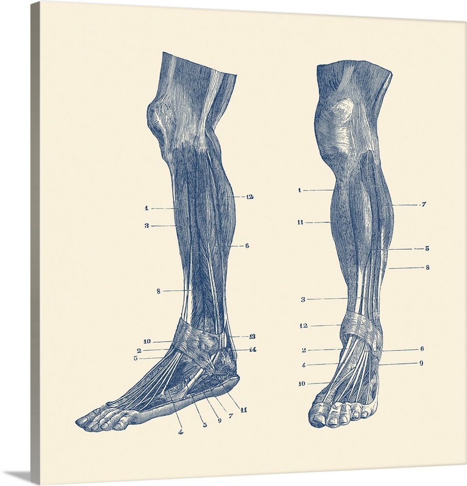 A dual view of the muscles and tendons in a human leg.