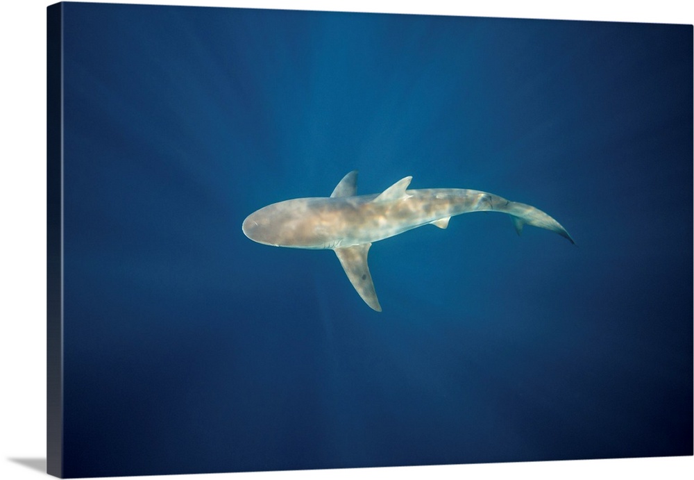 A dusky shark in the blue waters of South Africa.