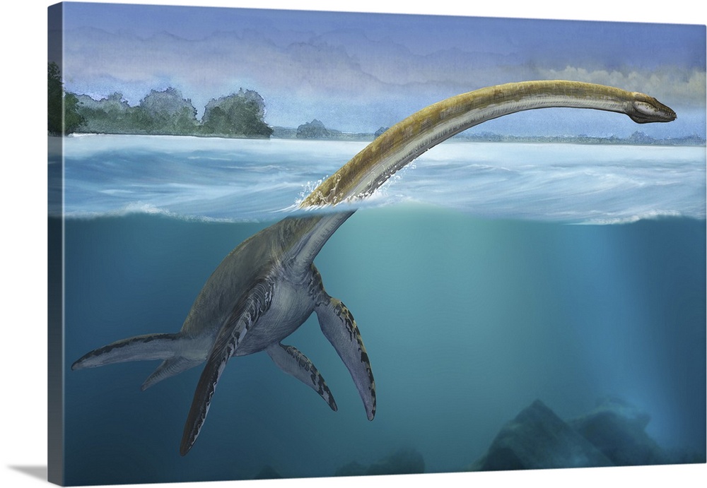 A Elasmosaurus platyurus swims freely in prehistoric waters.