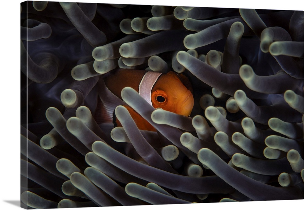 A false clownfish (Amphiprion ocellaris) snuggles into the tentacles of its host anemone.